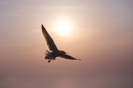 The silhouette of a flying seagull. Dramatic Sunset Sky background.の写真素材