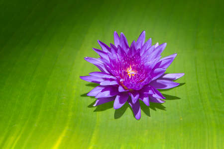 beautiful purple waterlily or lotus flower isolated on green background