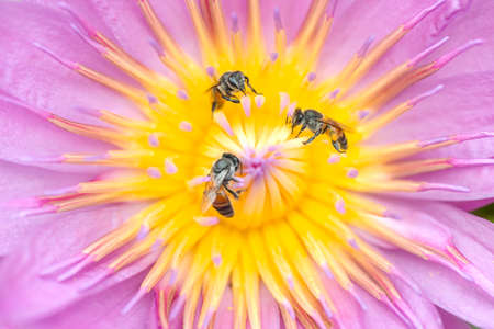 closeup of honey bee pollinate on a water lily in nature