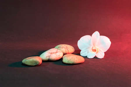 White orchid flower on a colorful backgroundの写真素材