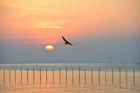 Sunrise over the sea with flying birdsの写真素材
