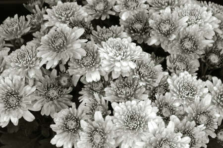 Beautiful  chrysanthemums blooming in garden