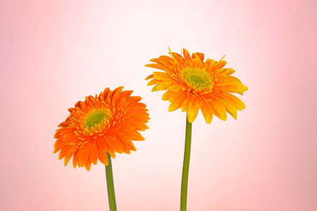 beautiful orange gerbera flower isolated on pink backgroundの写真素材