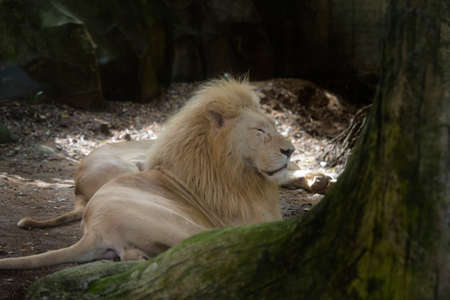 Lioness feeling sad and laying on ground under a tree