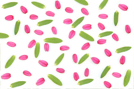 Flower petals and green leaves on white backgroundの写真素材