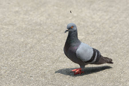 Close up of a pigeon walking on the ground in the park to find food.の写真素材