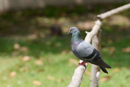 A pigeon is perched on a wooden fence in the park with green foliage backyard blurry backgroundの写真素材
