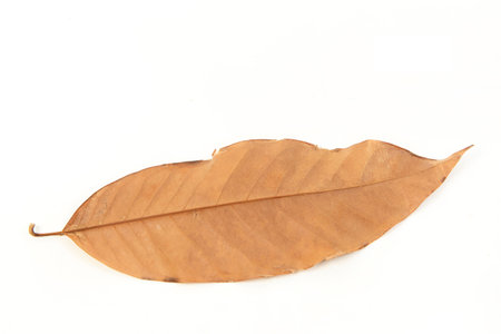 Dry leaf on white background
