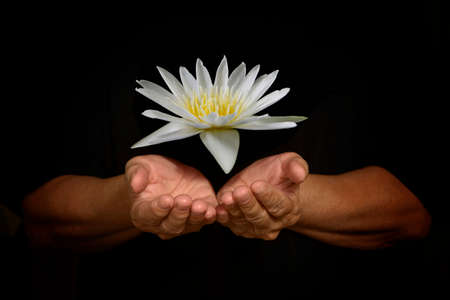Hand holding white lotus flower  on black background