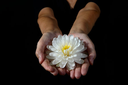 Hand holding white lotus flower  on black background