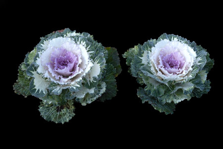 Colorful blooming ornamental cabbage flower (cauliflower) with dew drops in the gardenの写真素材