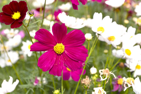 Beautiful cosmos flowers blooming in the garden.Beautiful spring flowersの写真素材