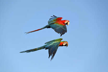 beautiful Macaw is flying in the sky, Freedom conceptの写真素材