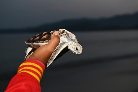 sea turtle in humans hands at Sea Turtles Conservation Research Project in Thailandの写真素材