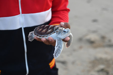 sea turtle in humans hands at Sea Turtles Conservation Research Project in Thailandの写真素材