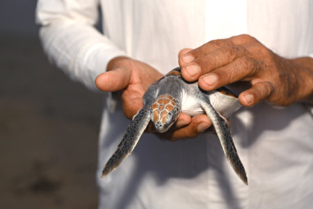 sea turtle in humans hands at Sea Turtles Conservation Research Project in Thailandの写真素材