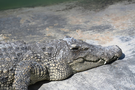 a crocodile resting at crocodile farm in Thailandの写真素材