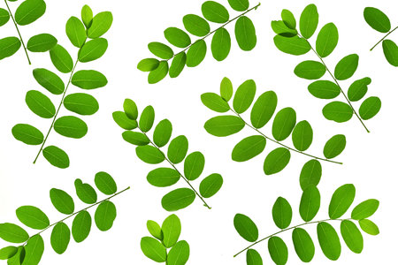 Close-up of green leaves isolated on whiteの写真素材