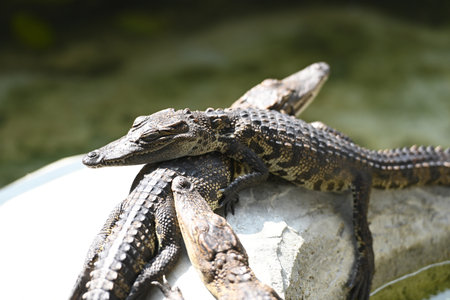 crocodiles get together on a crocodile farm in Thailandの写真素材