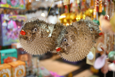 Blowfish or puffer fish hanging in souvenir shops in Thailand