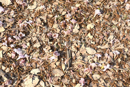 dried flowers and leaves fall on the ground