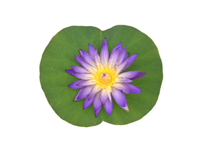 Purple waterlily on green leaf isolated on white.の写真素材