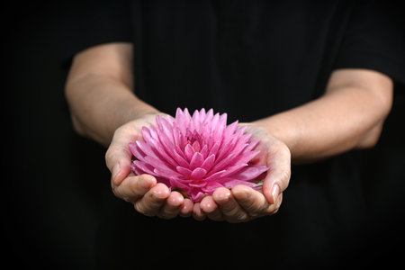 Female hands holding pink flower isolated on a dark background.の写真素材