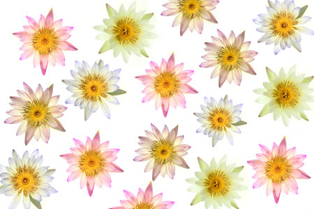 Beautiful lotus flowers on a white backgroundの写真素材