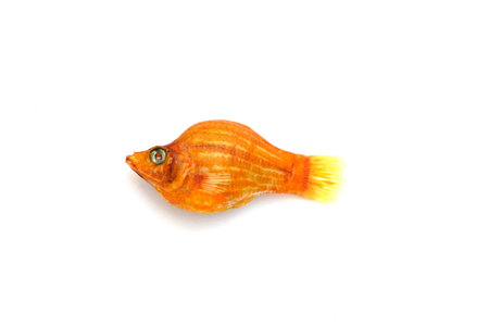 Orange fish on a white background