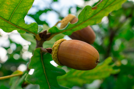 Acorns fruits on oak tree branch in forest. Closeup acorns oak nut tree on green background. Early autumn beginning acorns macro on branch leaves in nature oak forest. Brown nuts for coffee cake breadの写真素材