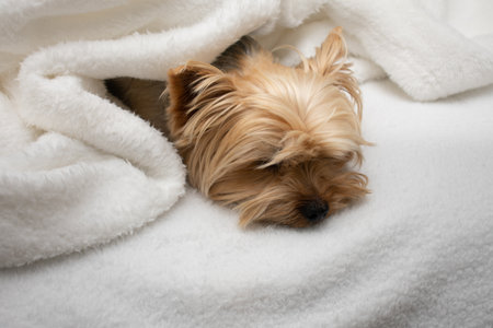 Cute dog photography, yorkshire terrier photoの写真素材