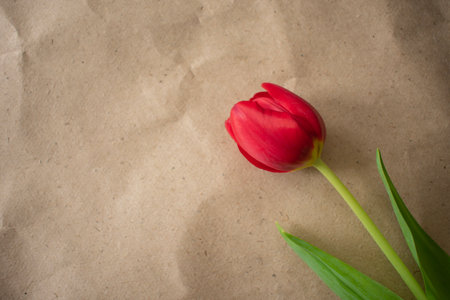 Gift box and red tulip. Gift concept for women. copy spaceの写真素材