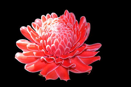 Red flower with Black backgroundの写真素材