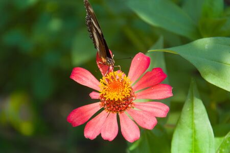 a photo of a butterfly resting on a flower with a blur background for wallpaperの写真素材