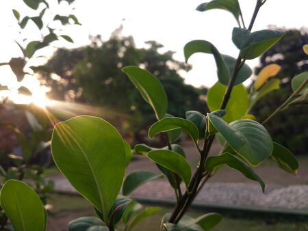 sunlight rises on the leaves in the morning