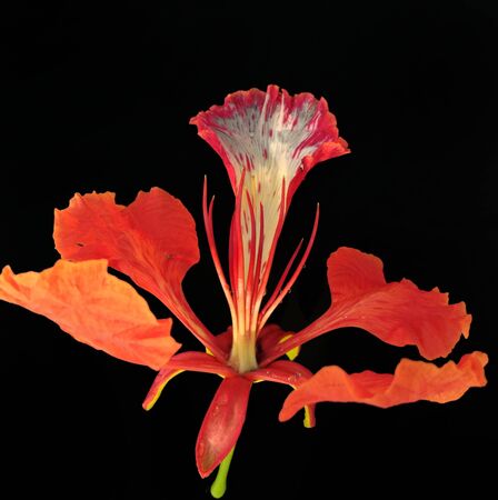 photo of a flamboyant flower with a black backgroundの写真素材