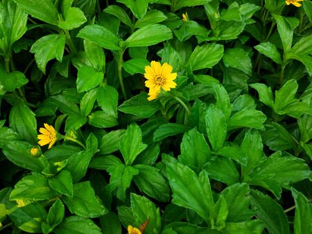 Wedelia flowers in the gardenの写真素材