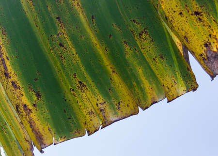 close up photo of the leaf's unique texture and color on white backgroundの写真素材