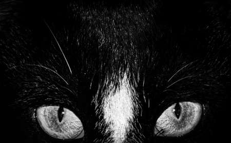 Black and white photos of sharp cat eyesの写真素材