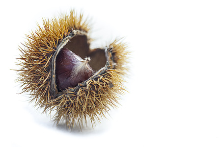 macro of a fresh chestnutの写真素材
