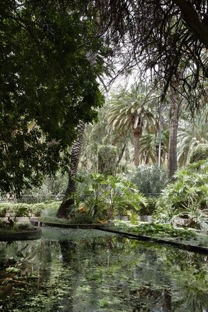 Confusion of trees and rootsの写真素材