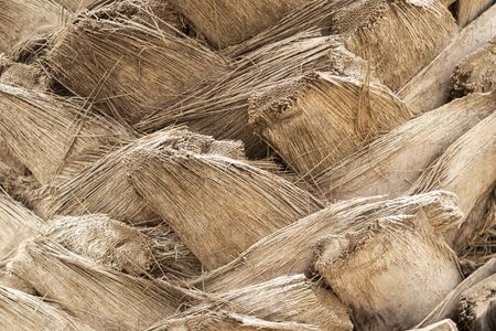 Close up of palm trunk