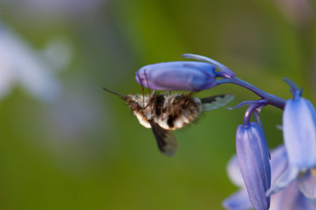 bumble bee on a flowerの写真素材