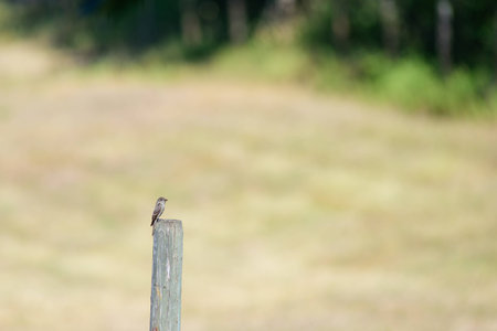 Small bird on postの写真素材