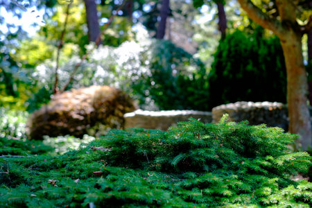 Shrub in garden
