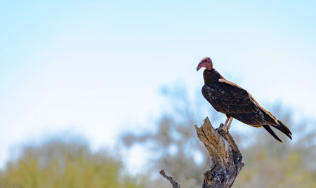 Turkey Vulture perched on a dead branch
