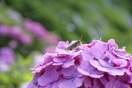 Locusts and hydrangeasの写真素材