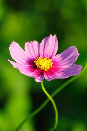 Beautiful cosmos flower in the greenの写真素材