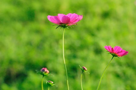 Beautiful cosmos flower in the greenの写真素材