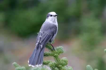 A gray jay sitting on the top of a treeの写真素材